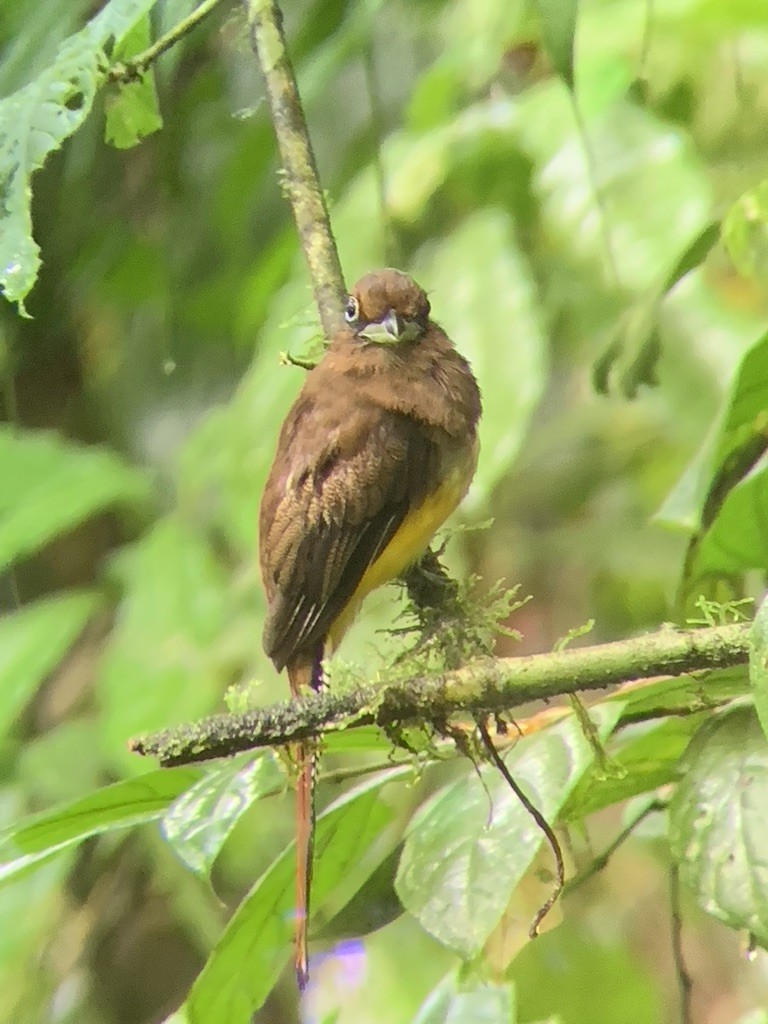 Graceful Black-throated Trogon - ML644569038