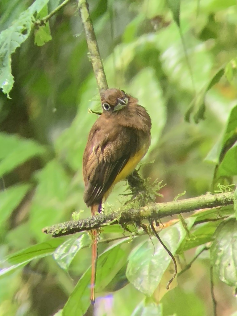 Graceful Black-throated Trogon - ML644569045