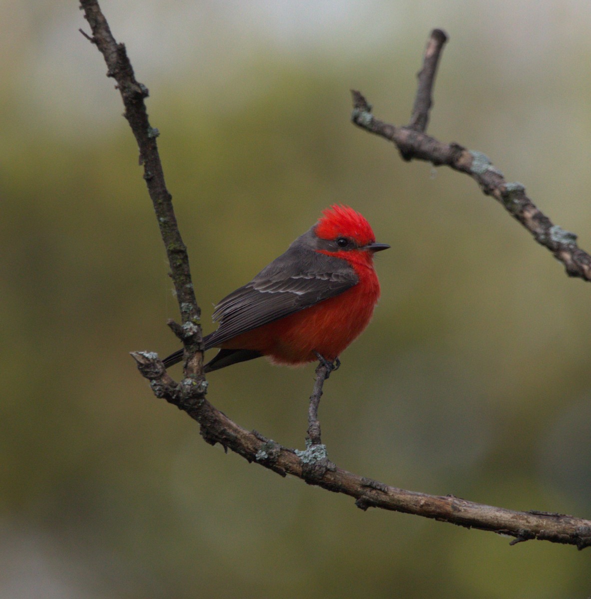 Vermilion Flycatcher - ML644569046