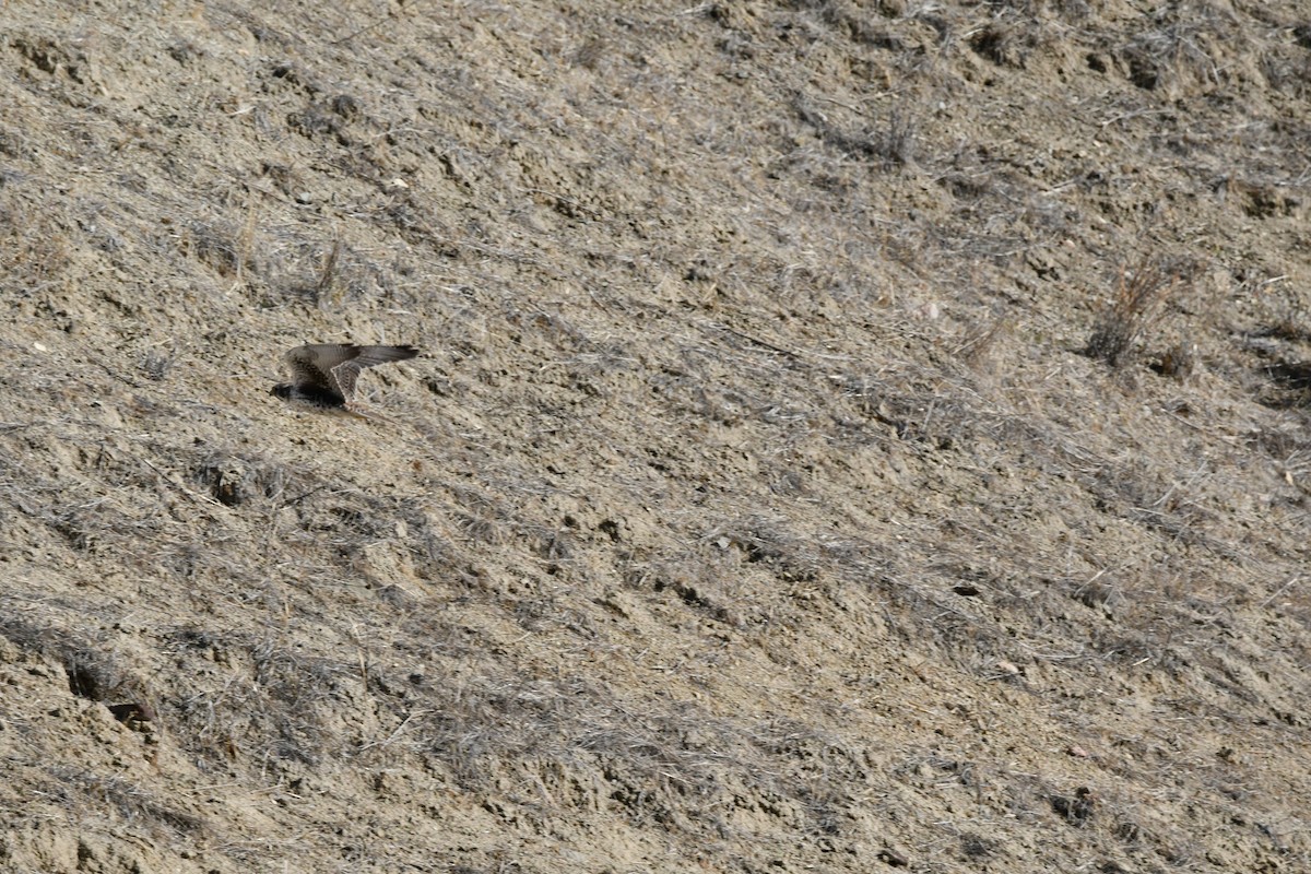 raroh prériový - ML644569050