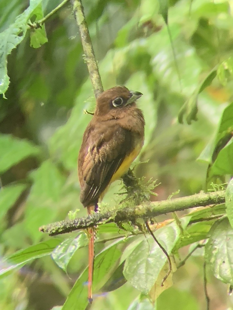 Graceful Black-throated Trogon - ML644569053