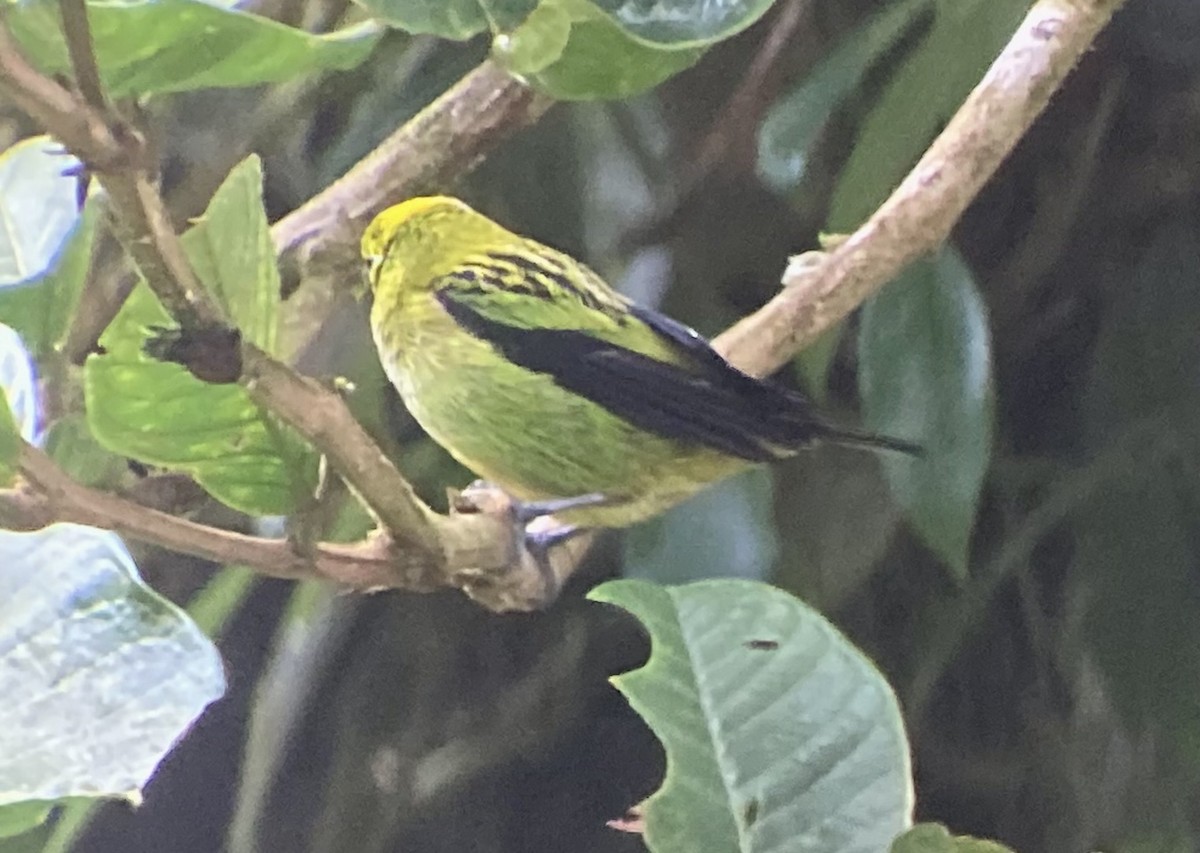 Emerald Tanager - ML644569064