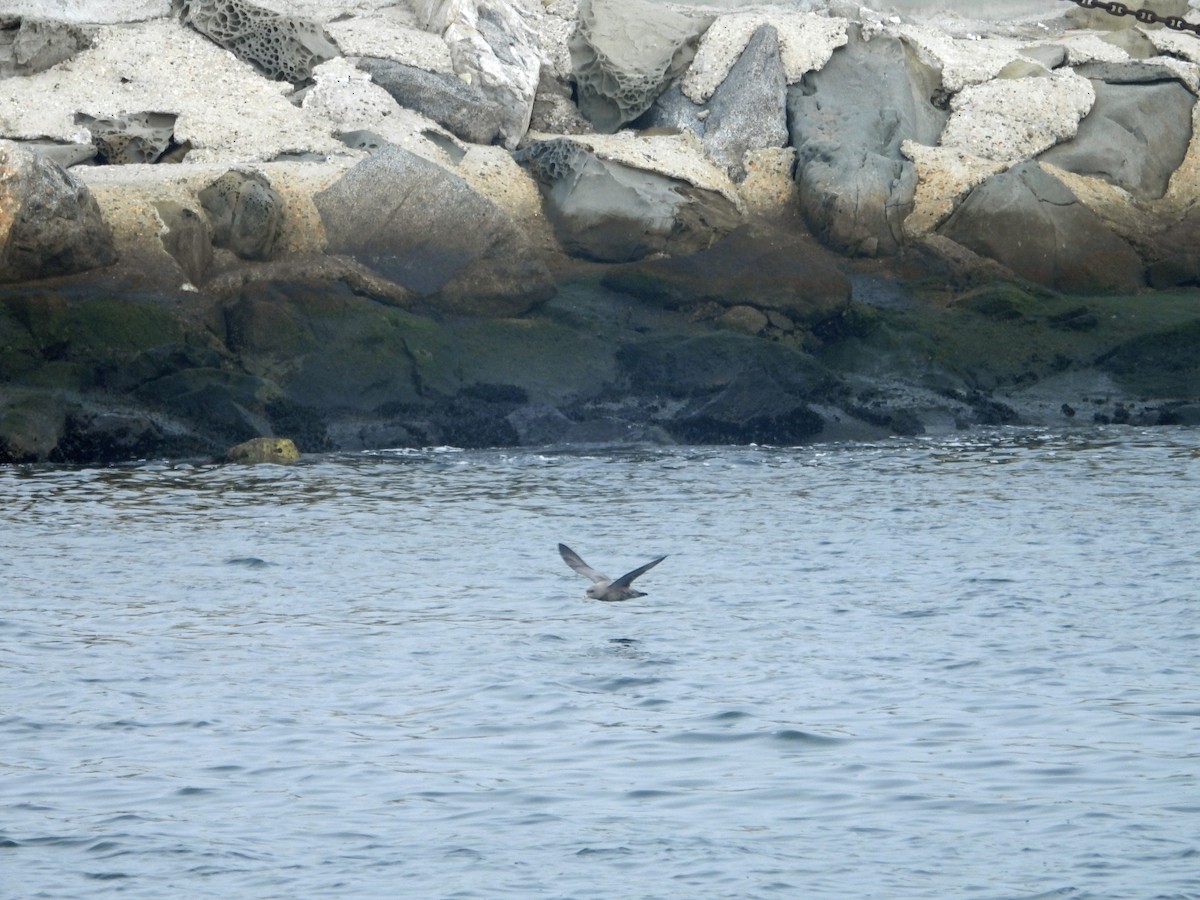 buřňák lední - ML644569065