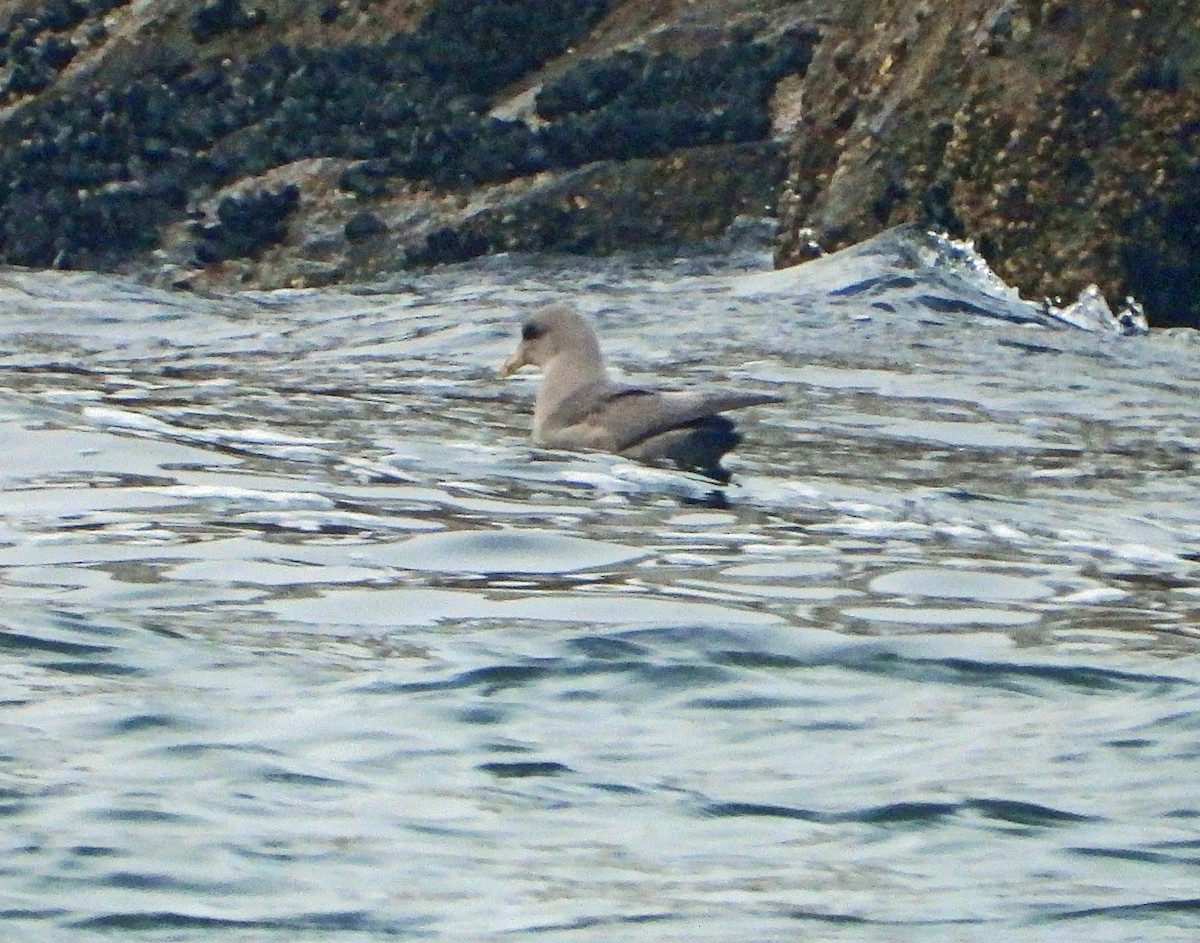 buřňák lední - ML644569067