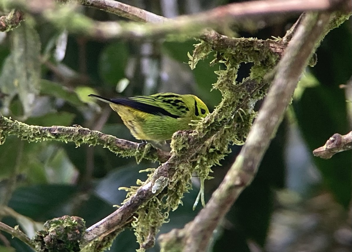 Emerald Tanager - ML644569080