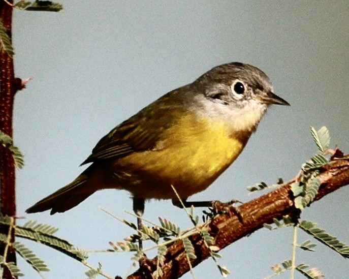 Nashville Warbler - ML644569087