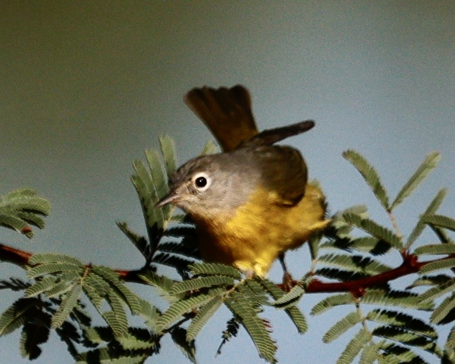 Nashville Warbler - ML644569088