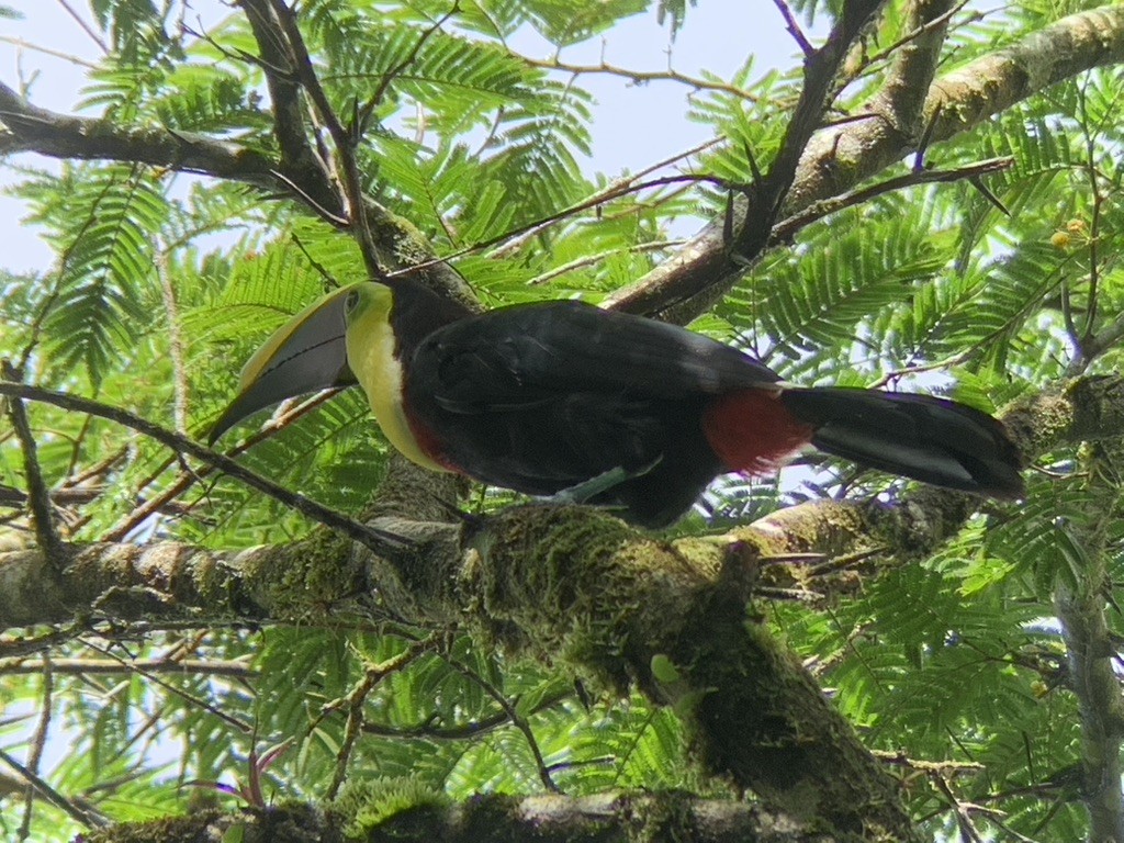 Yellow-throated Toucan - ML644569090