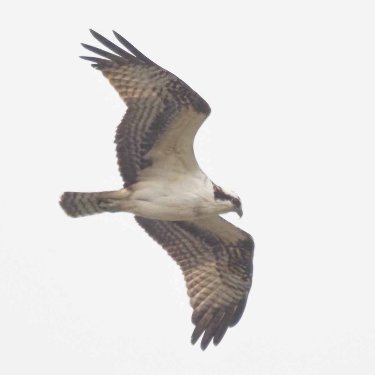 Balbuzard pêcheur - ML644569091