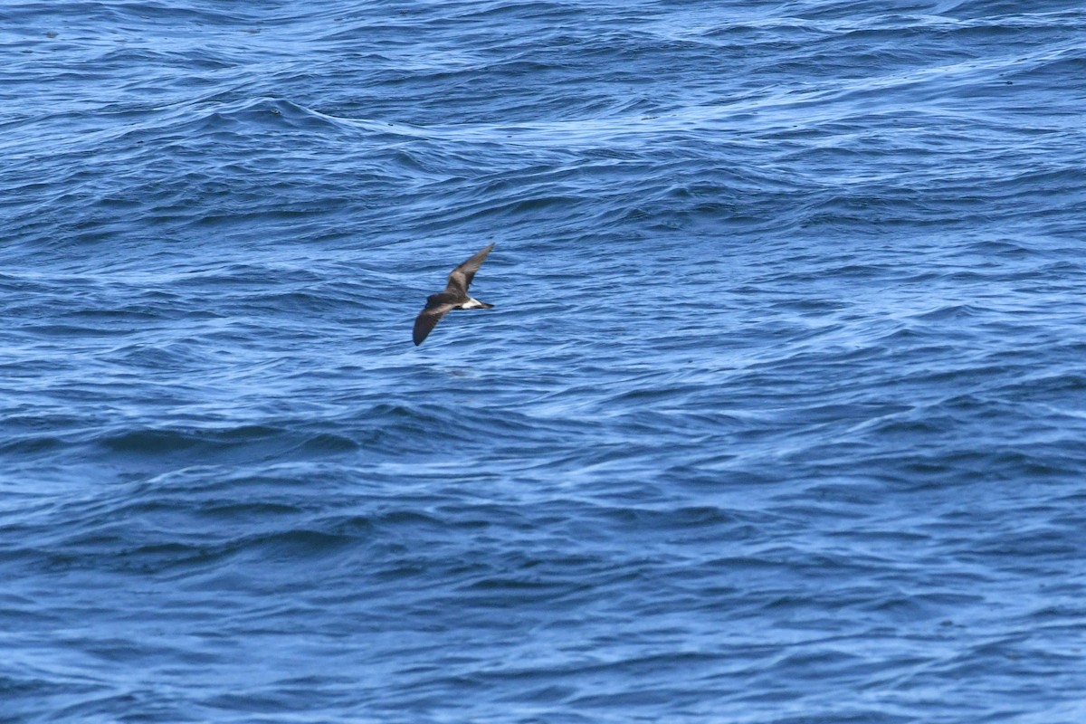 Océanite de Townsend - ML644569092