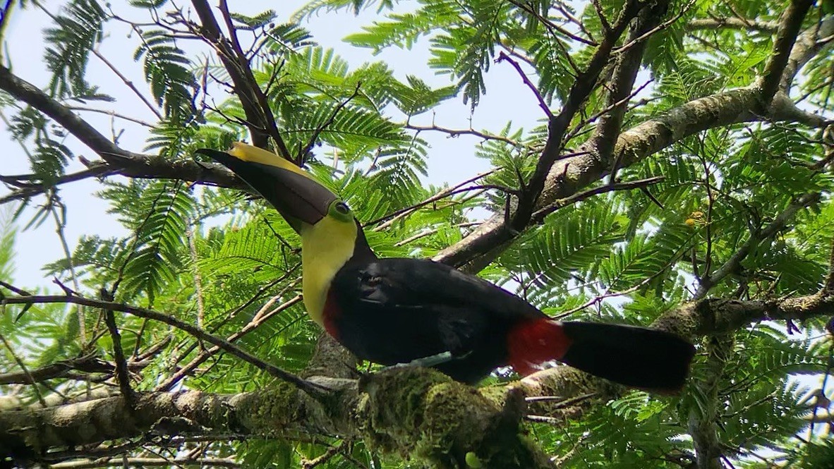 Yellow-throated Toucan - ML644569101