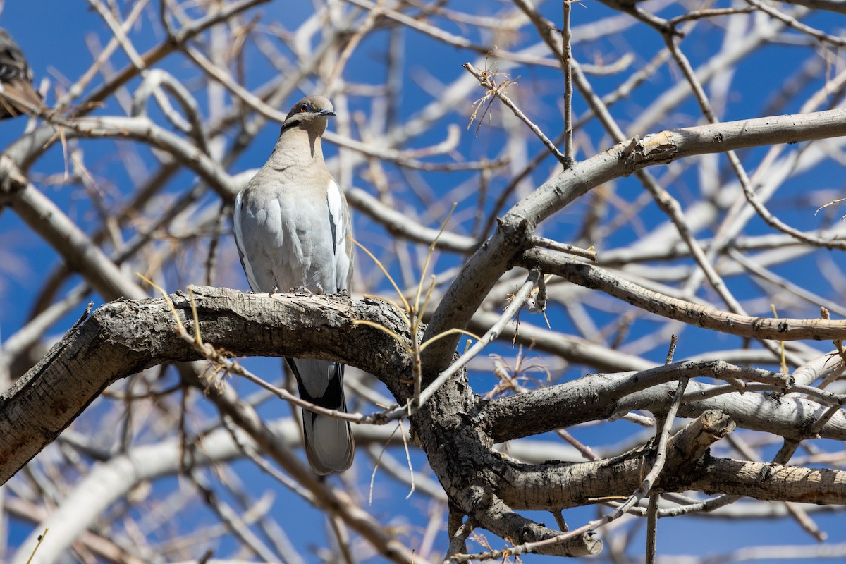 Зенаїда білокрила - ML644569104