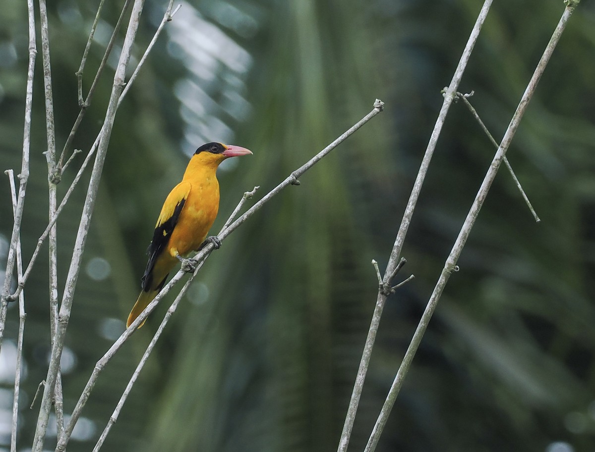 Black-naped Oriole (Tenggara) - ML644569106