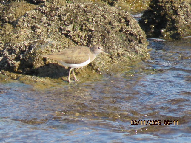 tanımsız küçük kumkuşu (Calidris sp.) - ML644569112