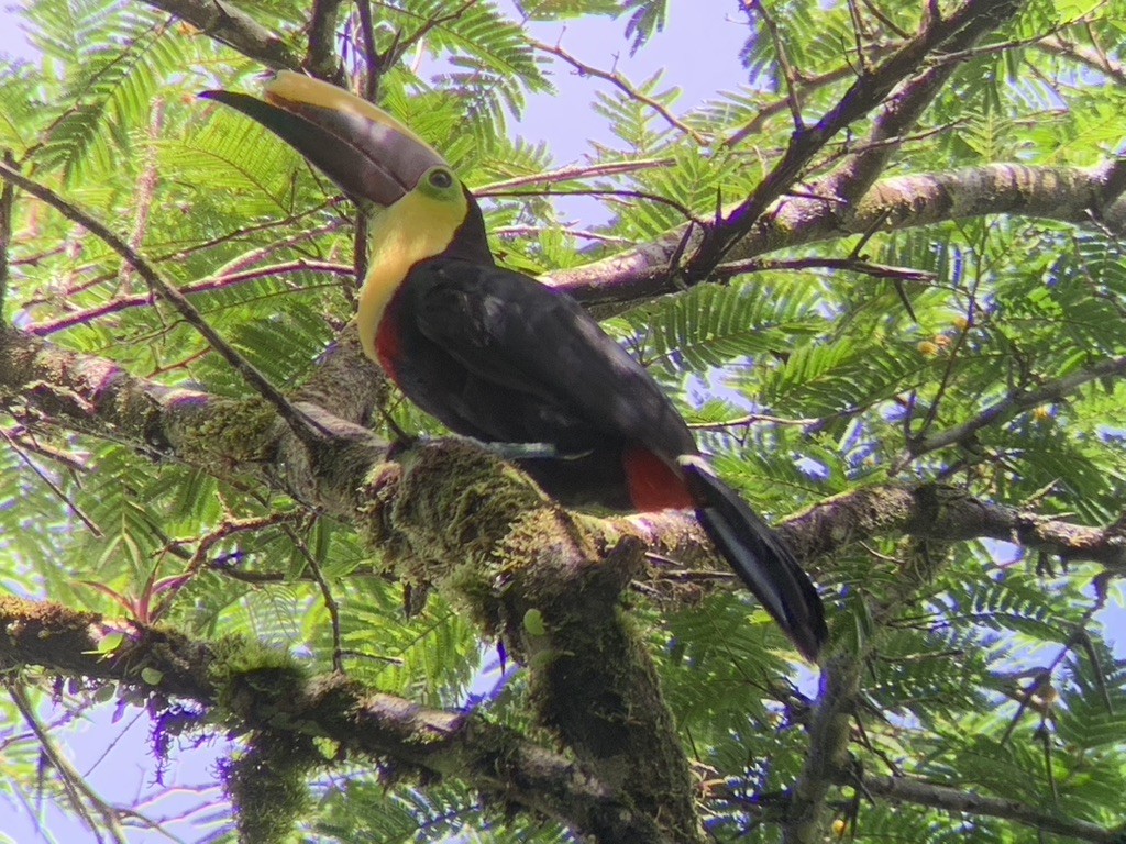 Yellow-throated Toucan - ML644569114