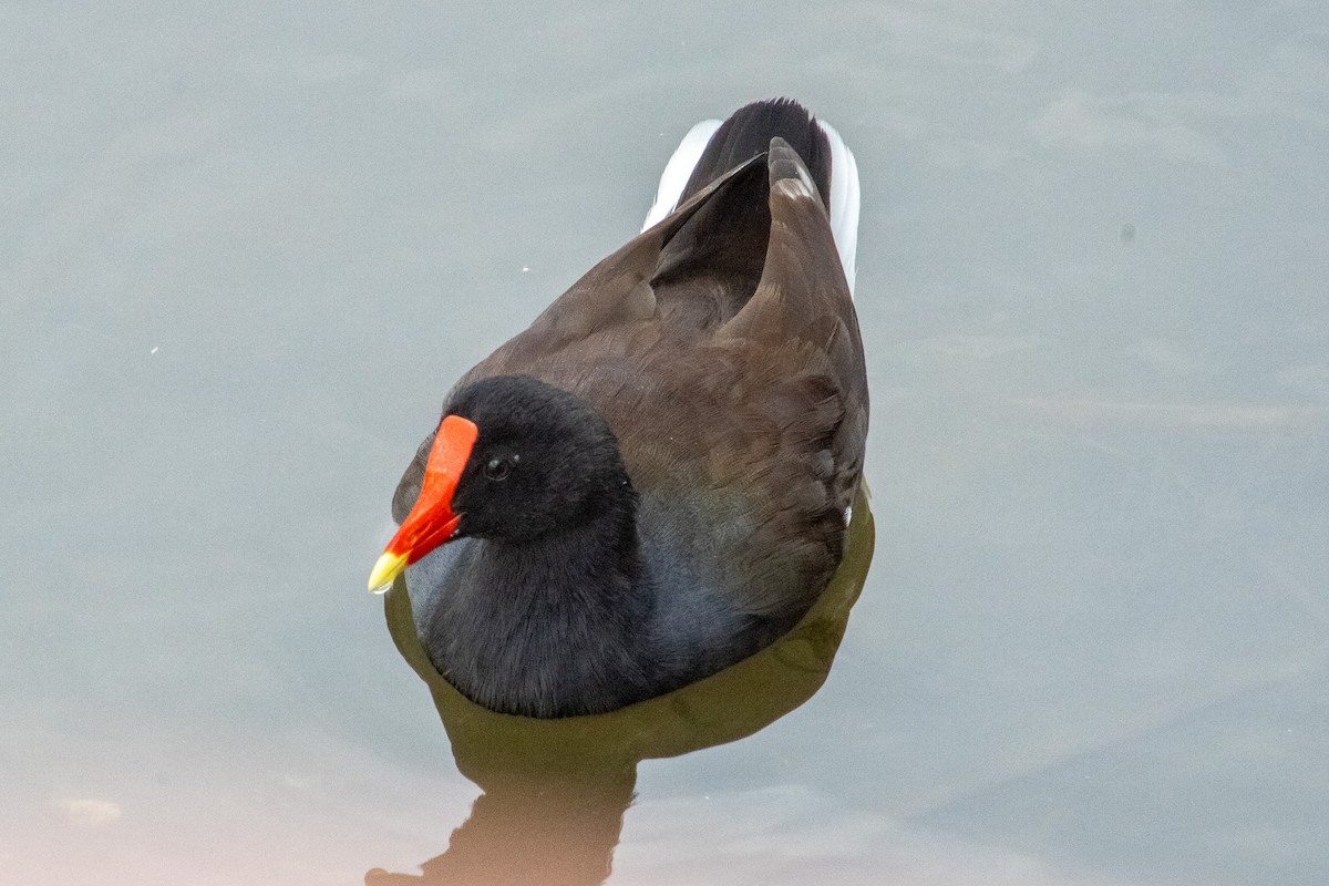 Gallineta Americana - ML644569121