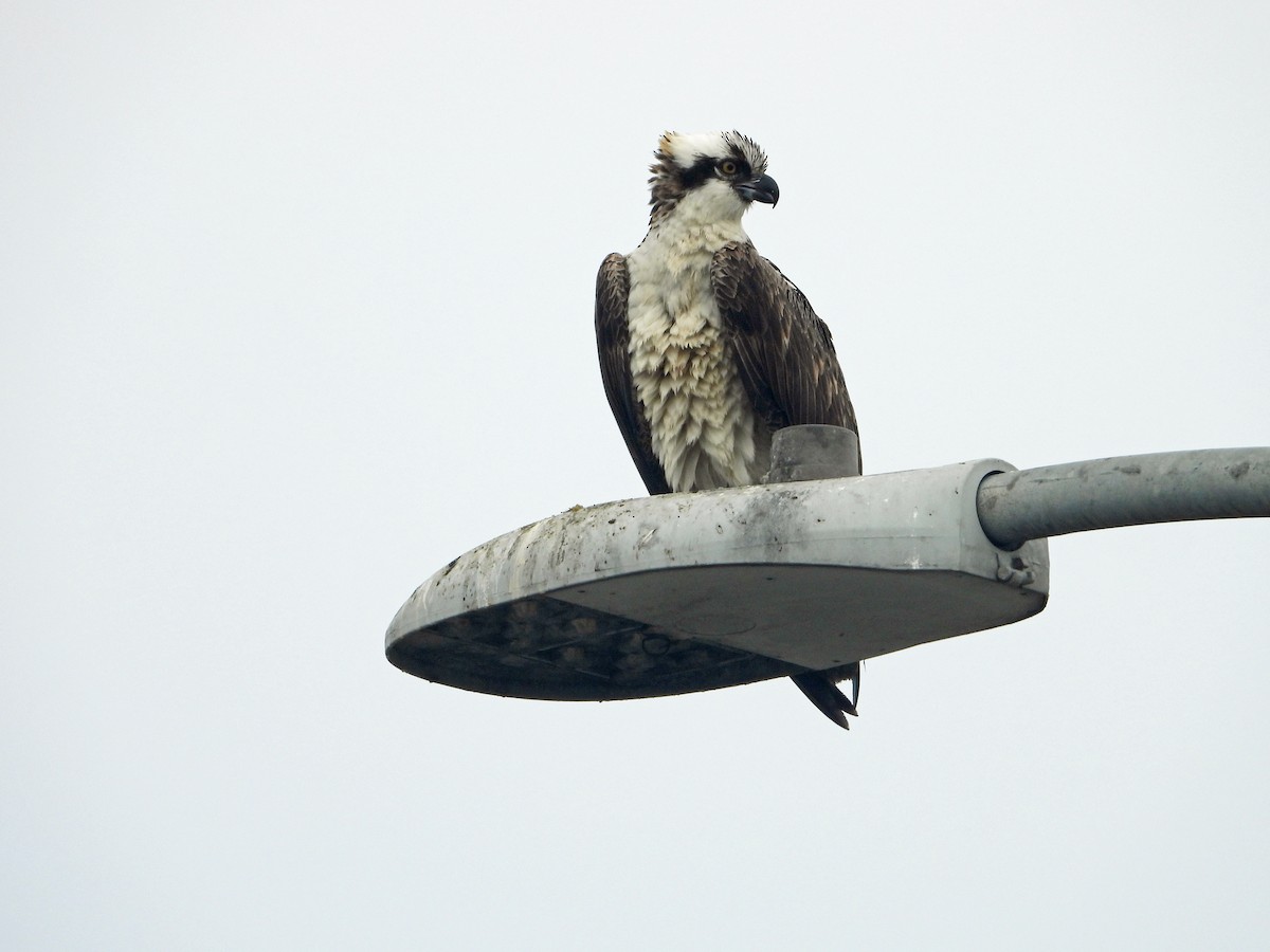 Águila Pescadora - ML644569122