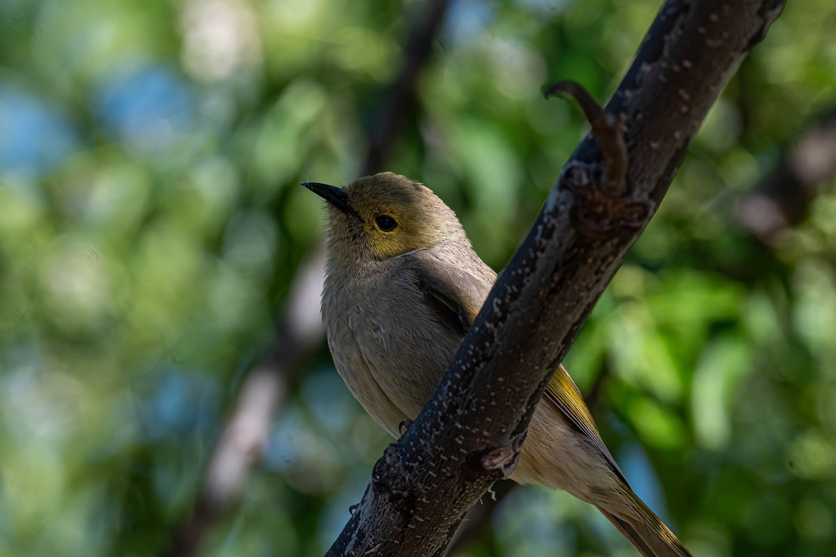 Mielero Empenachado - ML644569125