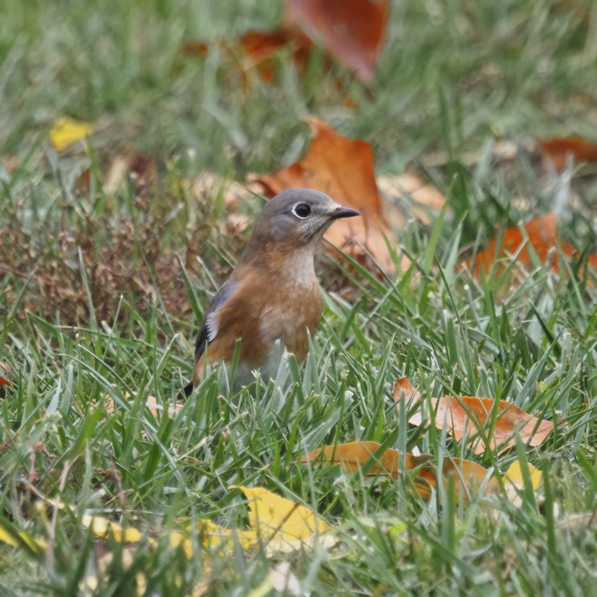 Azulejo Oriental - ML644569126