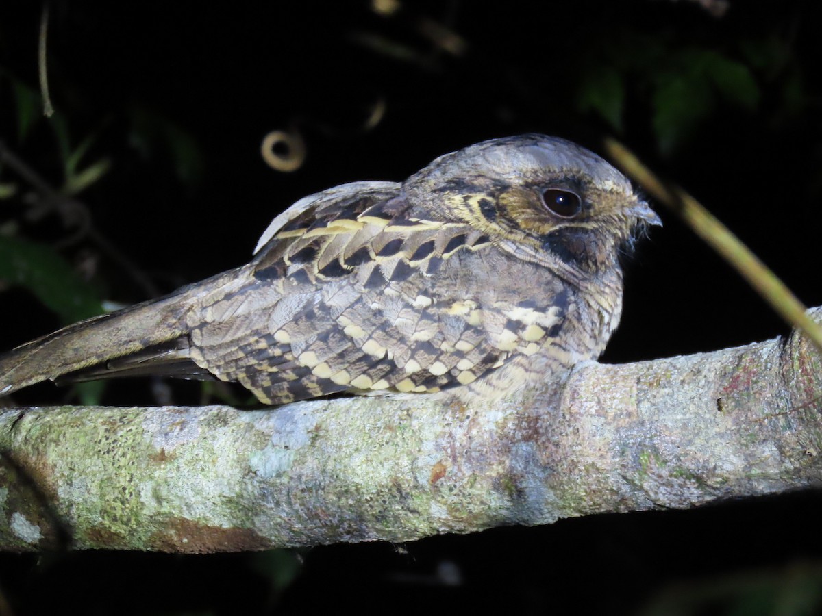 Chotacabras Pauraque - ML644569129