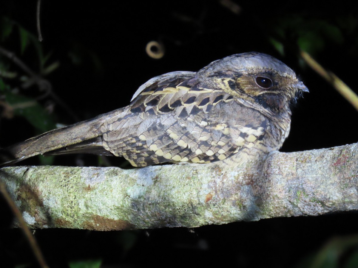 Chotacabras Pauraque - ML644569130