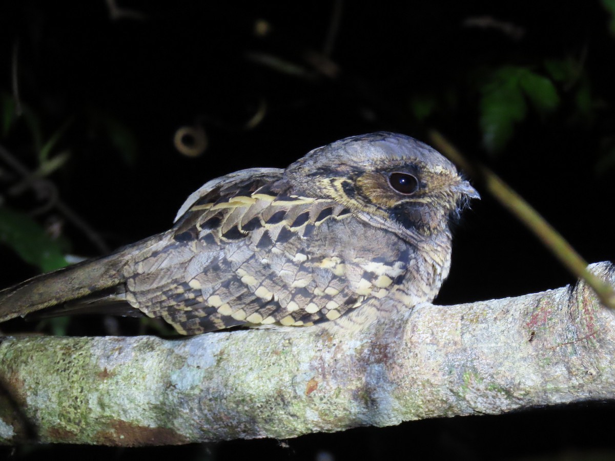 Chotacabras Pauraque - ML644569131