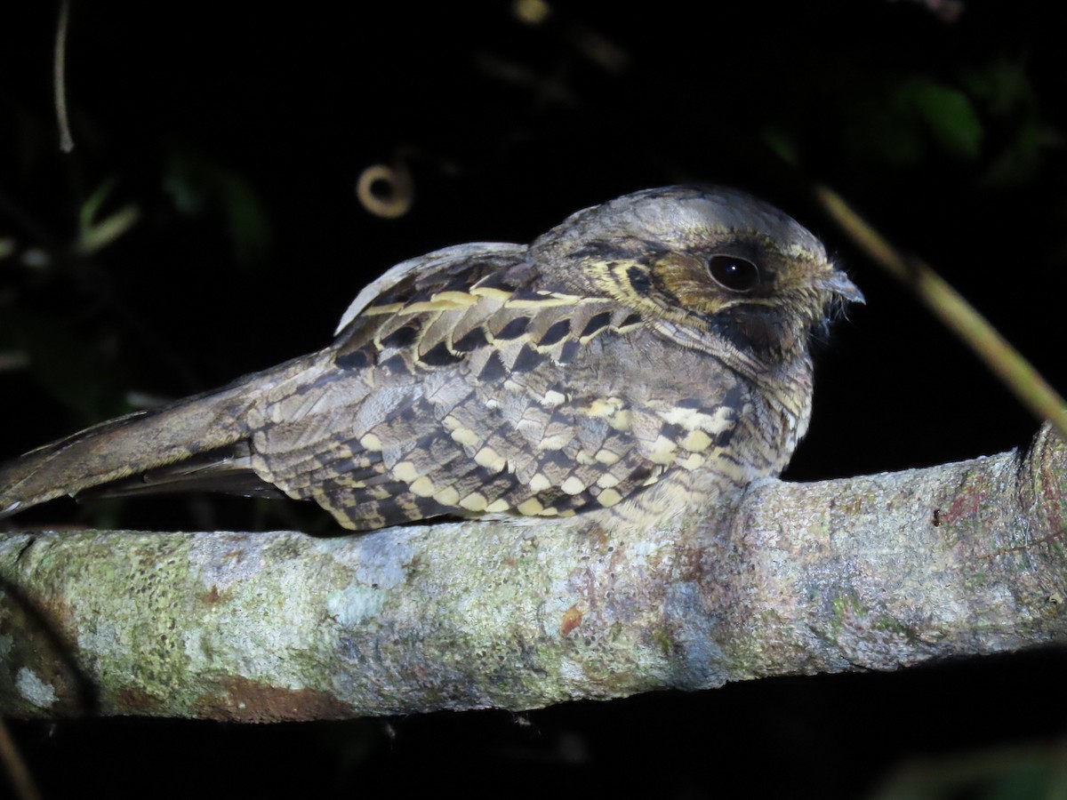 Chotacabras Pauraque - ML644569132