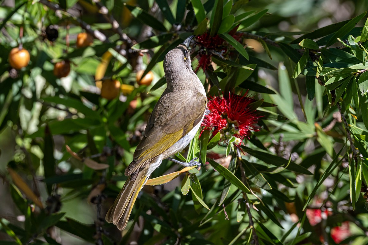 Mielero Pardo - ML644569134