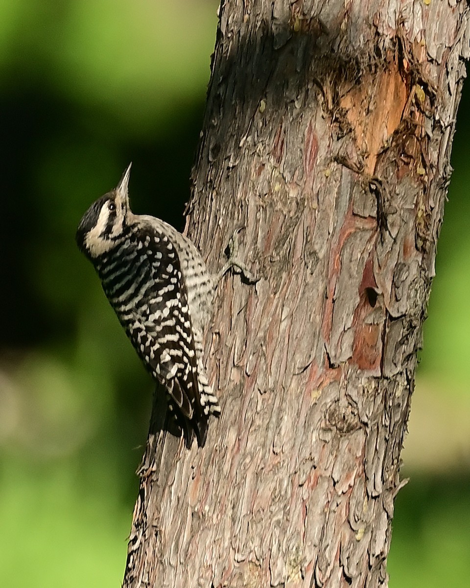 Pico Mexicano - ML644569135