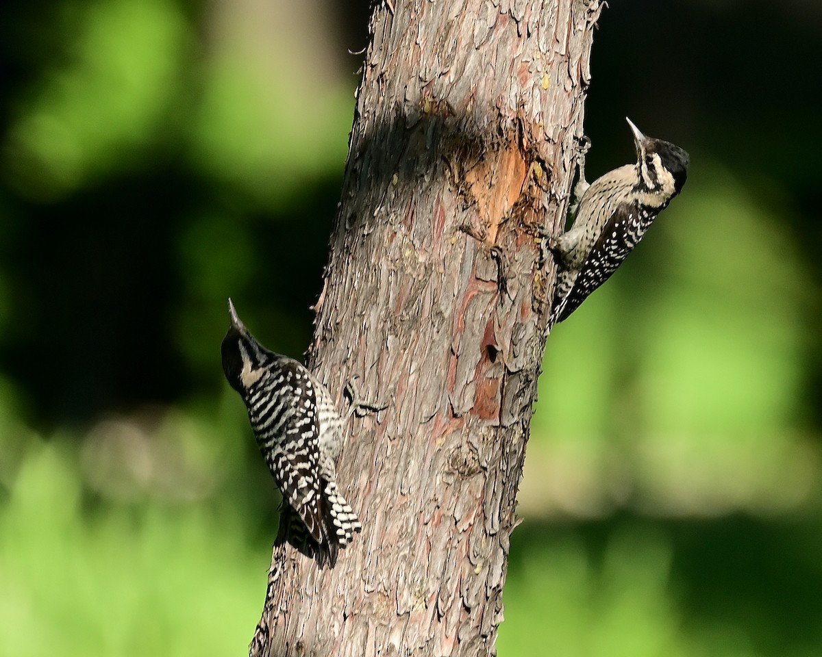 Pico Mexicano - ML644569136