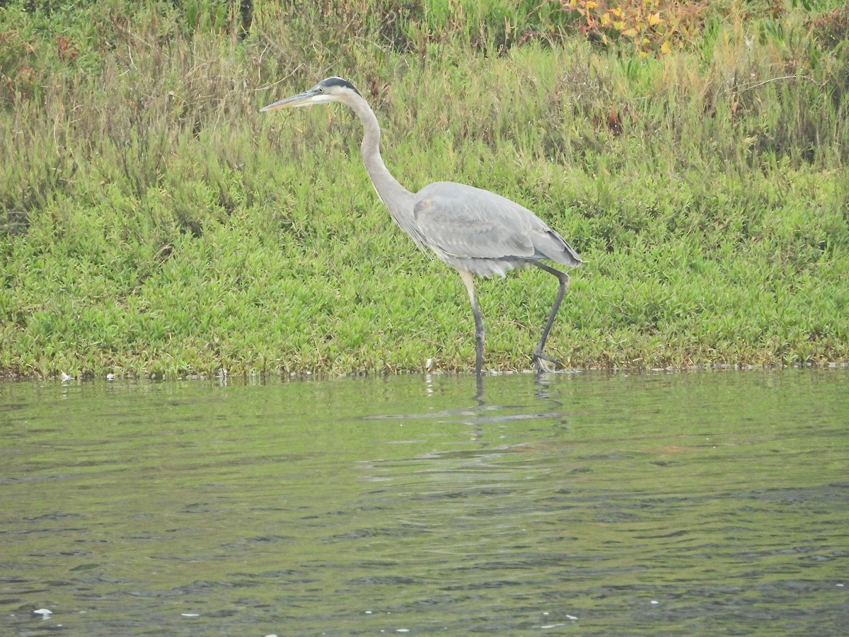 Garza Azulada - ML644569140