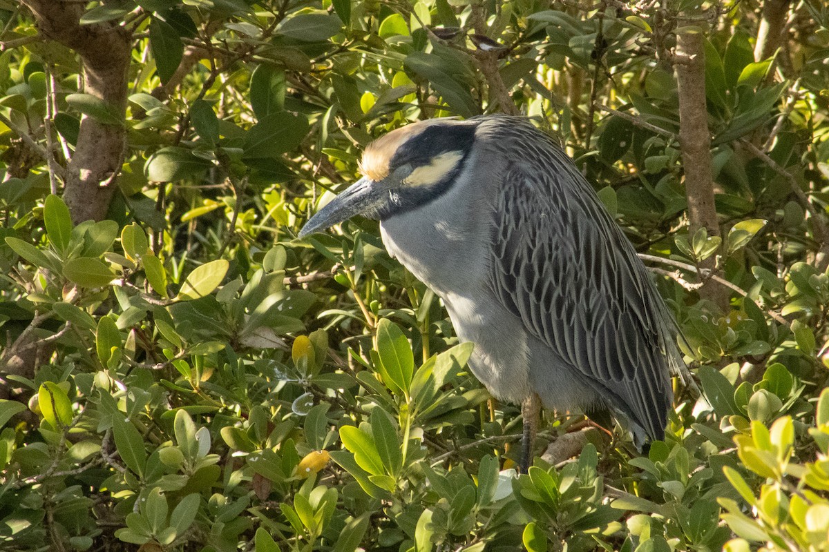 Martinete Coronado - ML644569142