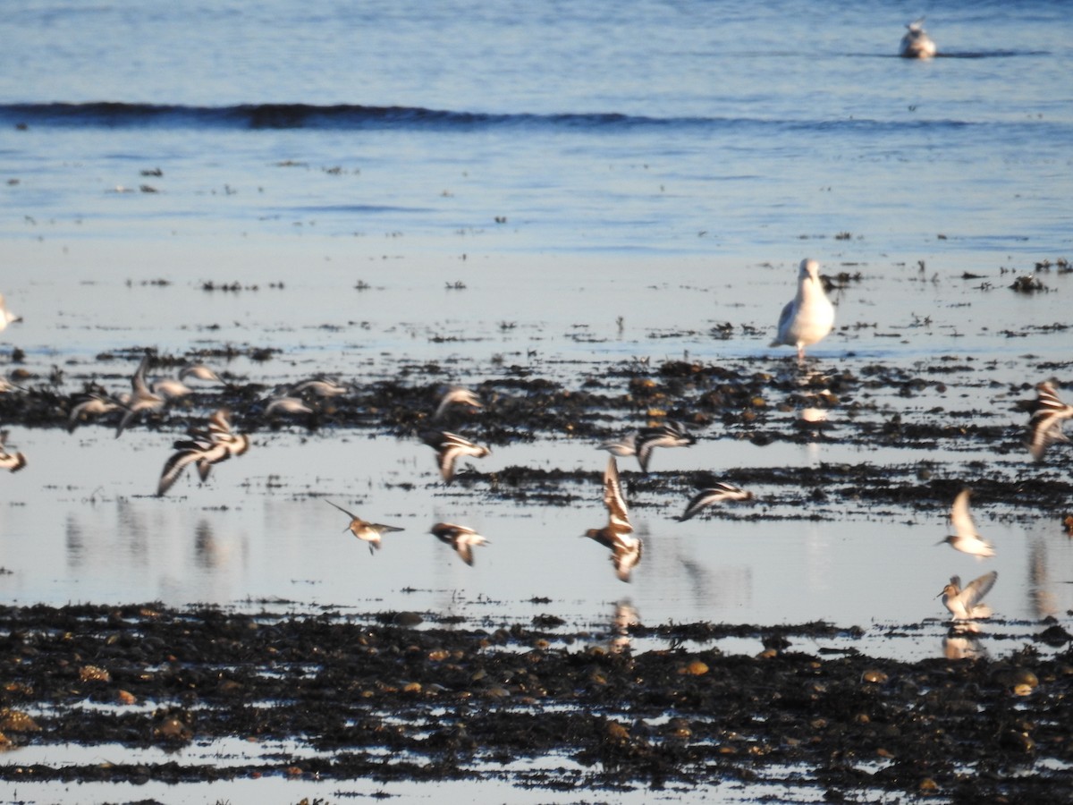 Vuelvepiedras Oscuro - ML644569143