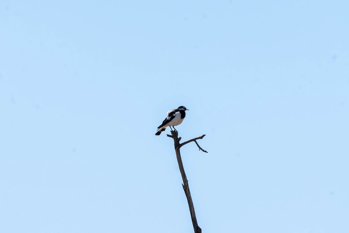 Grallina Australiana - ML644569145