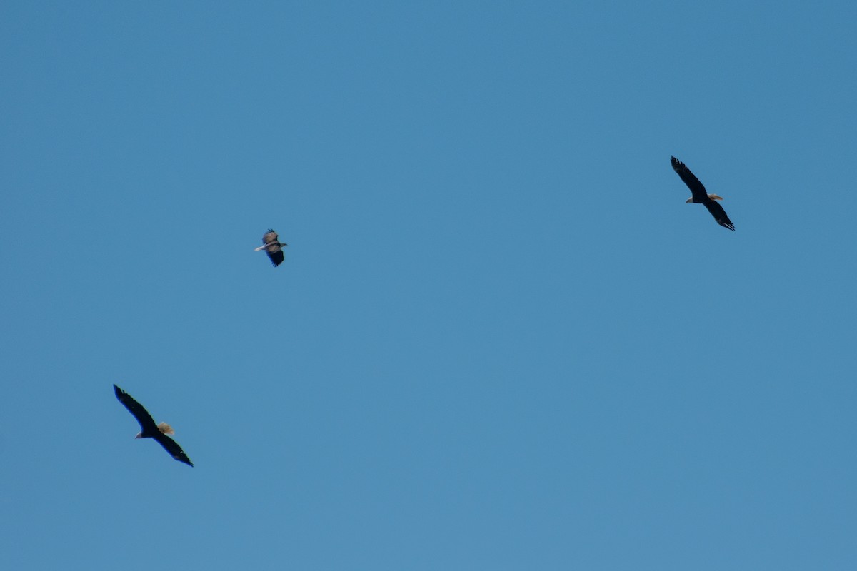 Pigargo Americano - ML644569146