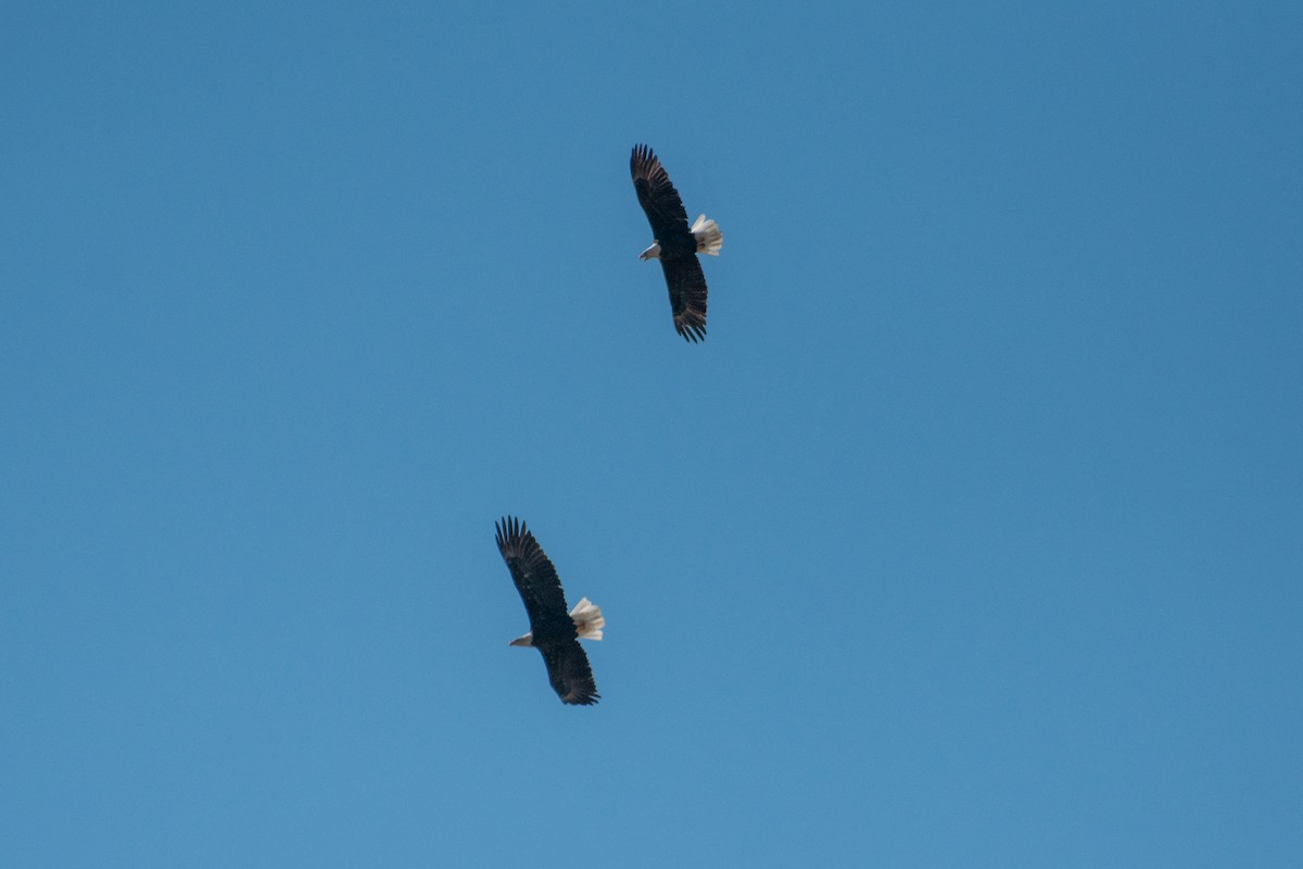 Pigargo Americano - ML644569147