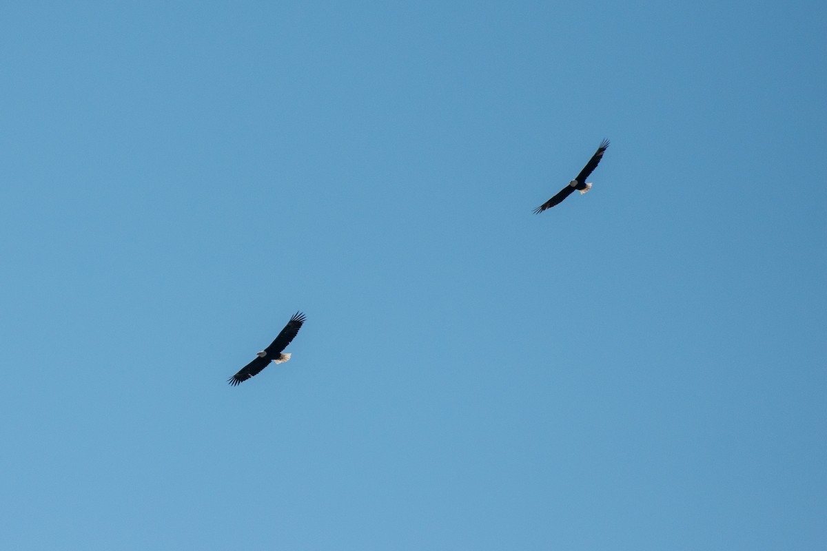 Pigargo Americano - ML644569148