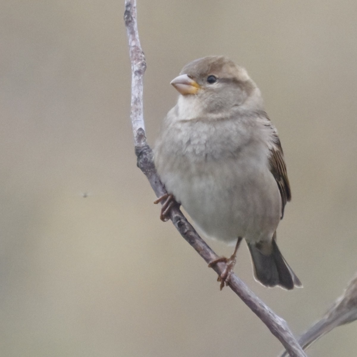 Gorrión Común - ML644569149