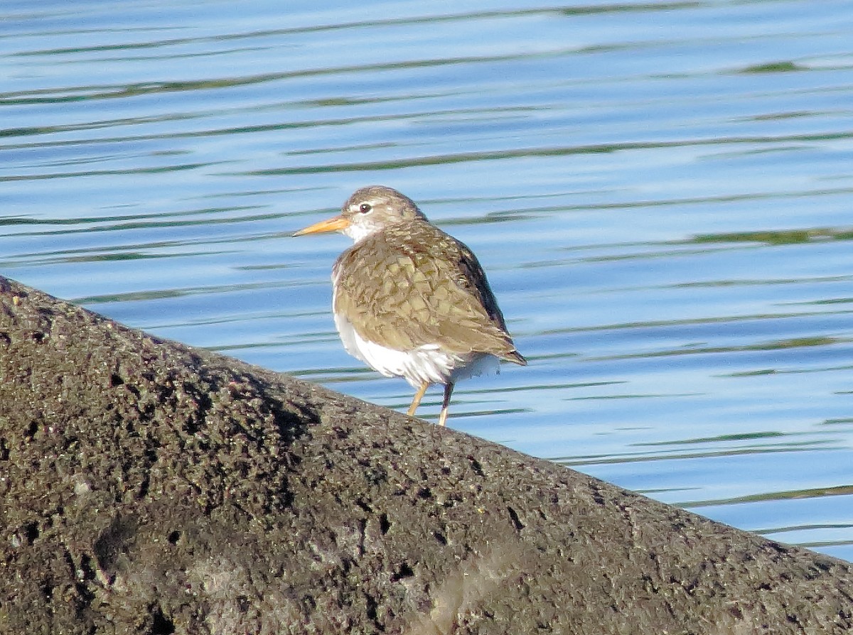 Spotted Sandpiper - ML644569150