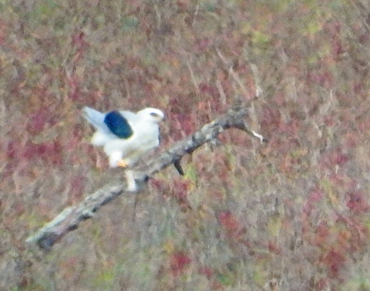 Elanio Maromero - ML644569151