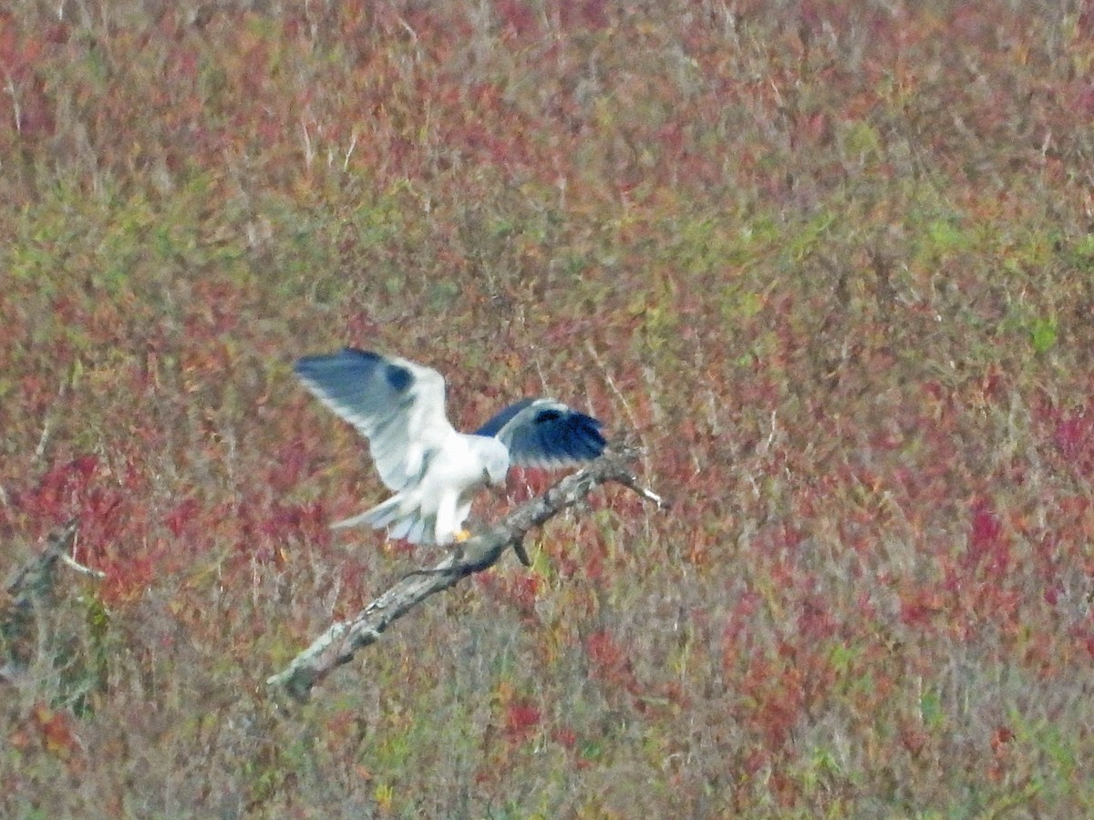 Elanio Maromero - ML644569152