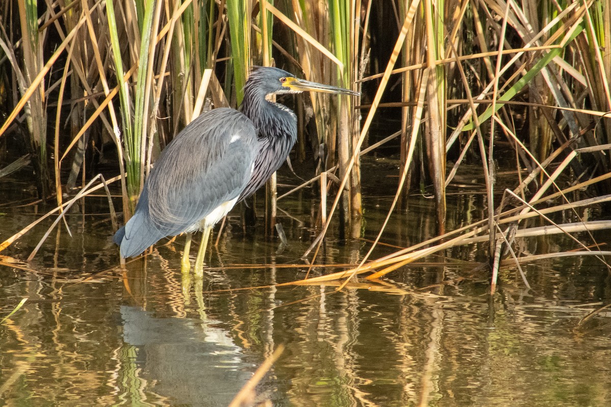 Garceta Tricolor - ML644569153