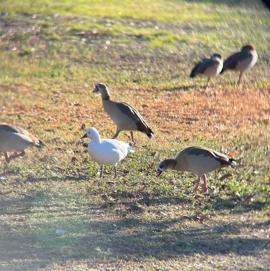Ross's Goose - ML644569154