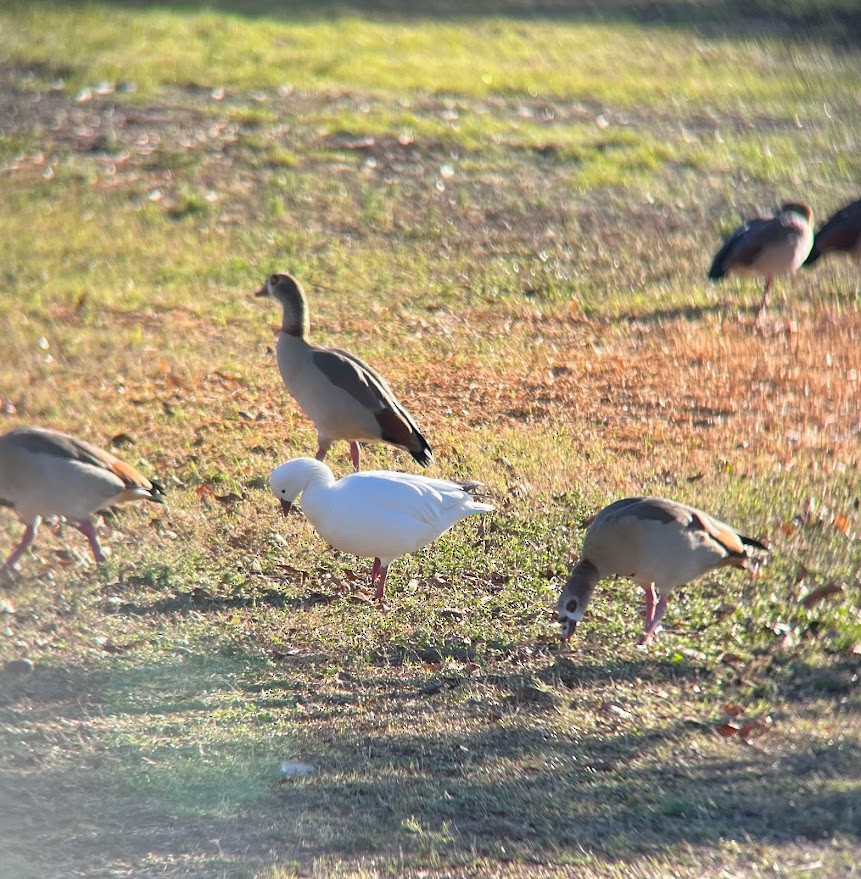 Ross's Goose - ML644569155