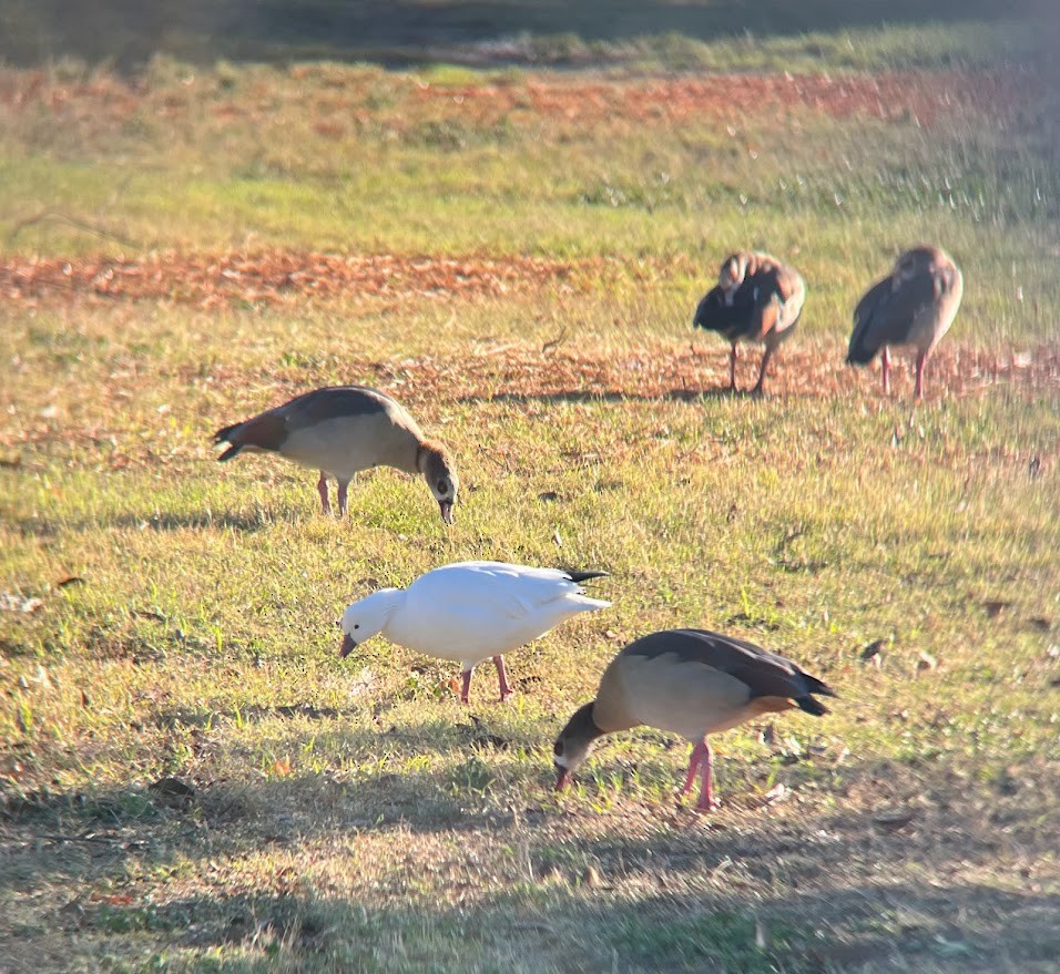 Ross's Goose - ML644569156