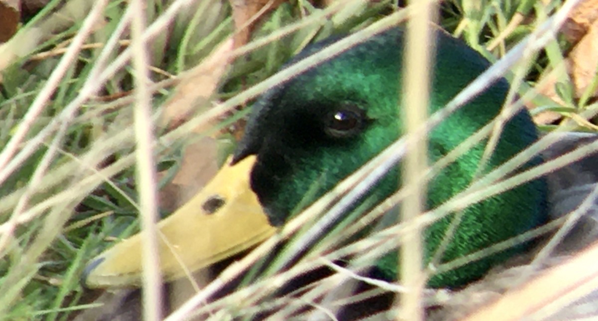 Ánade Azulón - ML644569157