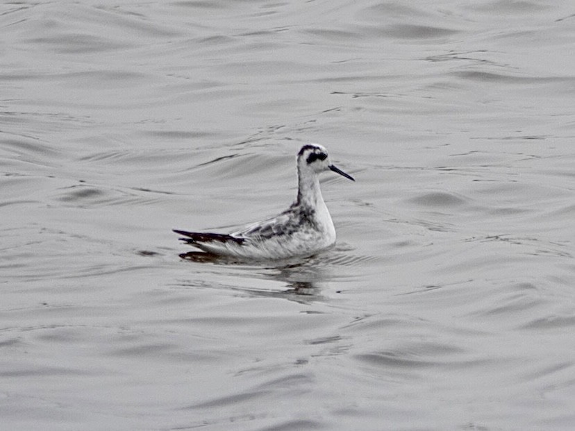 Red-necked Phalarope - ML644569158