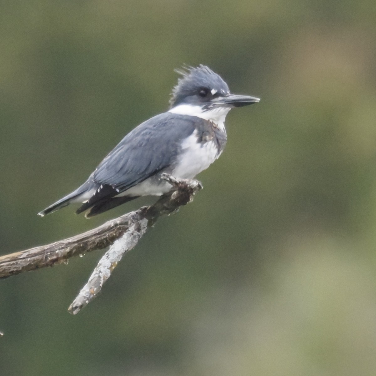 Martín Gigante Norteamericano - ML644569159