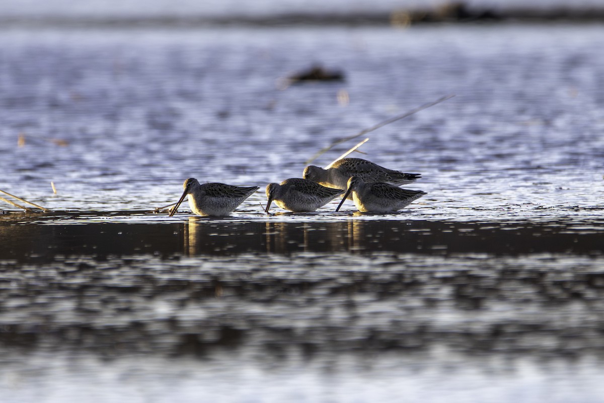 Long-billed Dowitcher - ML644569160