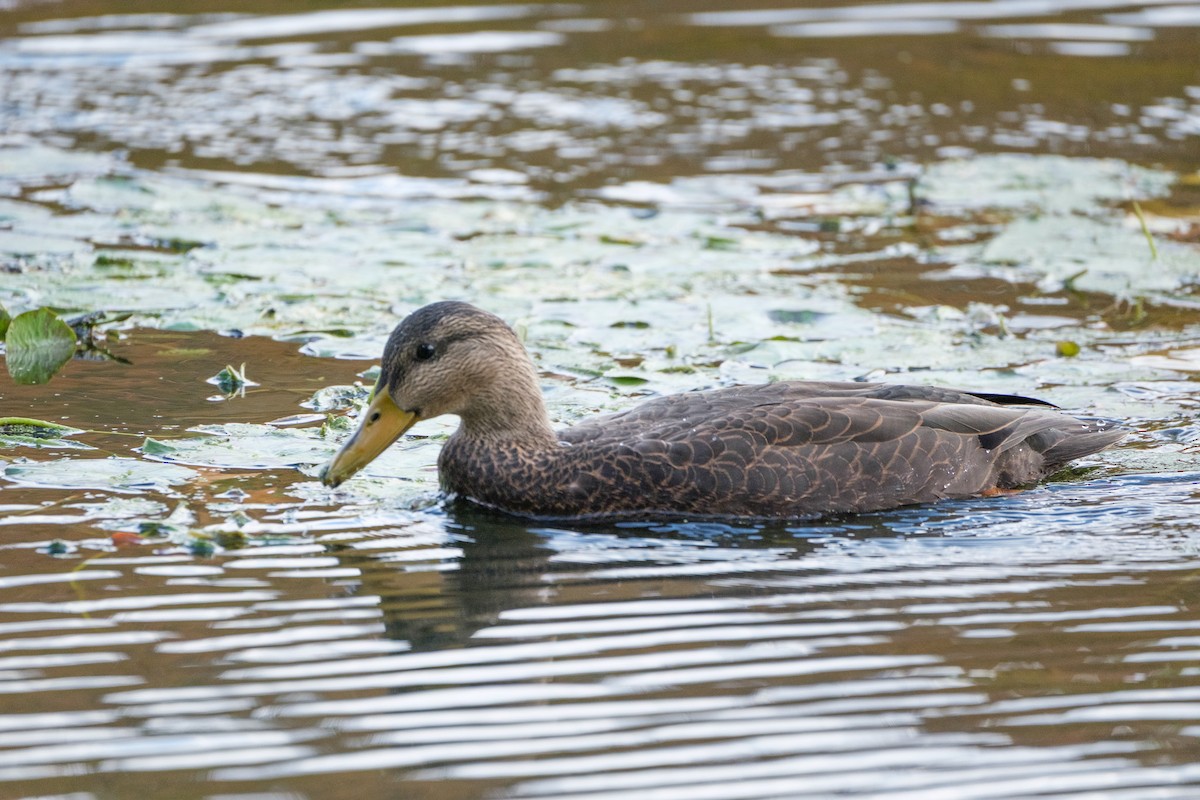 Ánade Sombrío - ML644569164